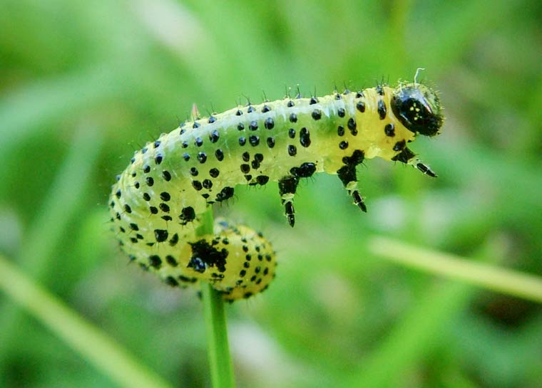 'Lookout Duty' by Emily Wallis wins Highcliffe Castle Natural Photography Competition