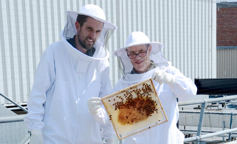 Dolhpin Centre beehive