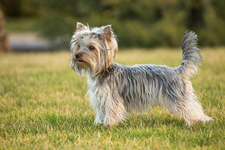 Yorkshire terrier dies after dog attack