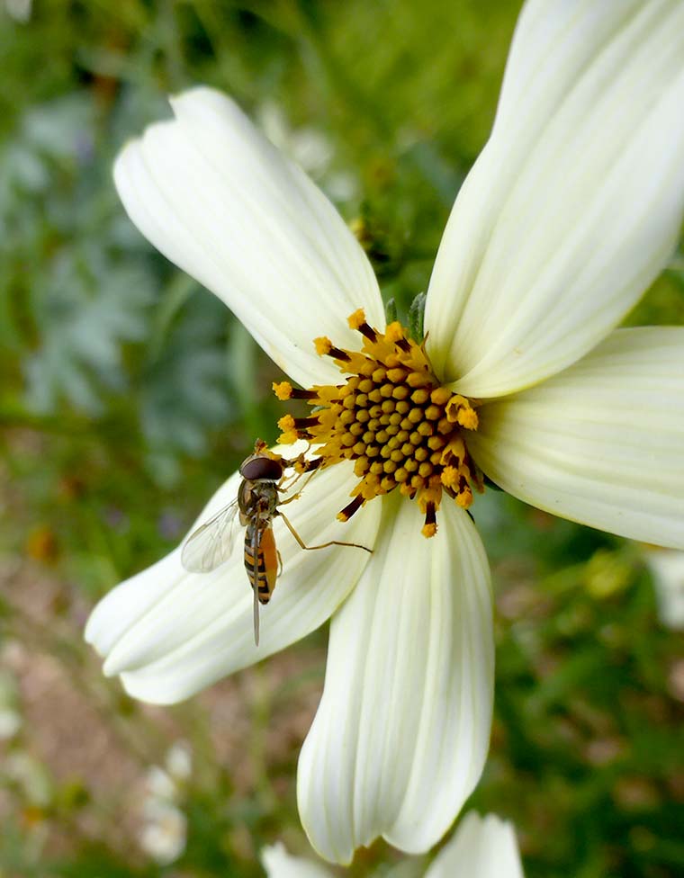 Marmalade Hoverfly (Episyrphus balteatus)