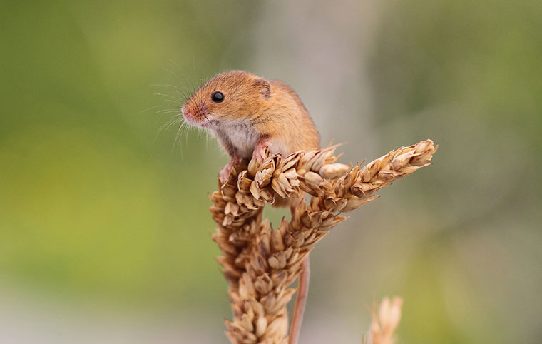 First official recording of harvest mice at Upton Heath in Corfe Mullen