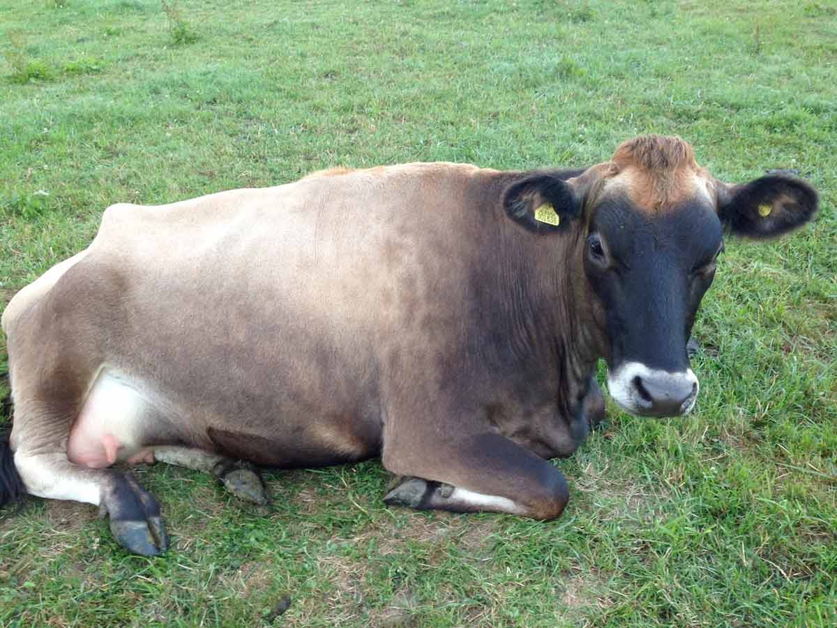 International cow appreciation day celebrates supermoo-del Queenie in North Dorset