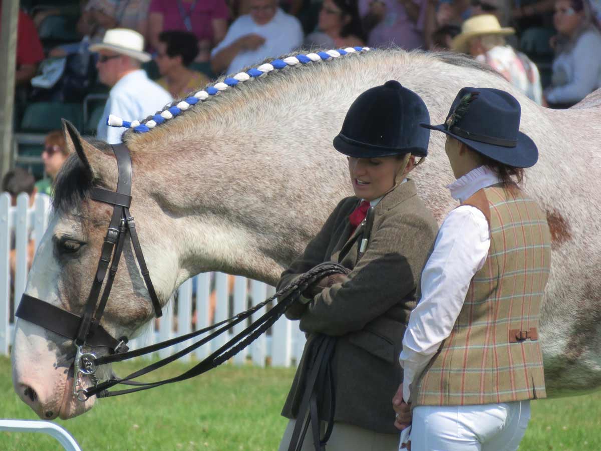 A full day out at the New Forest Show