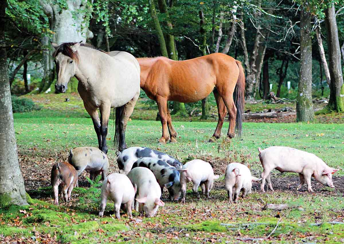 Pigs roam the New Forest every Autumn in the ancient practice of pannage, in which they feed on fallen acorns and nuts