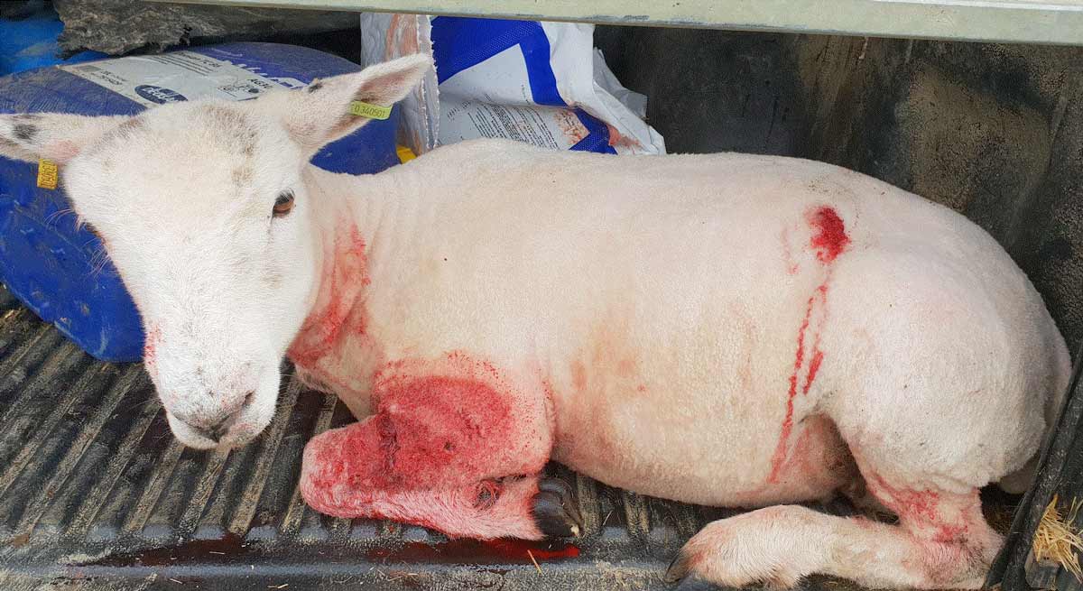 Lamb put down following dog attack