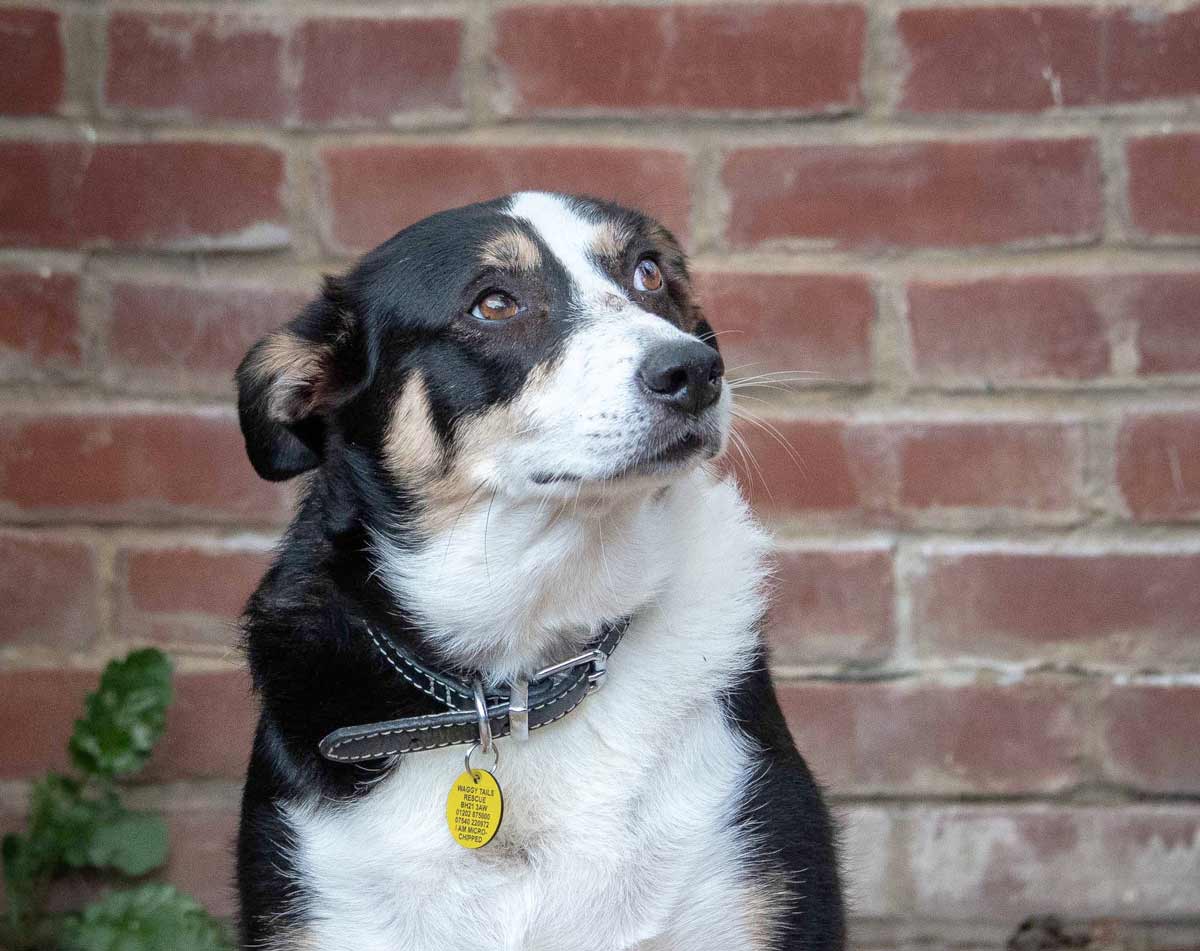 Collie Daisy needs a home