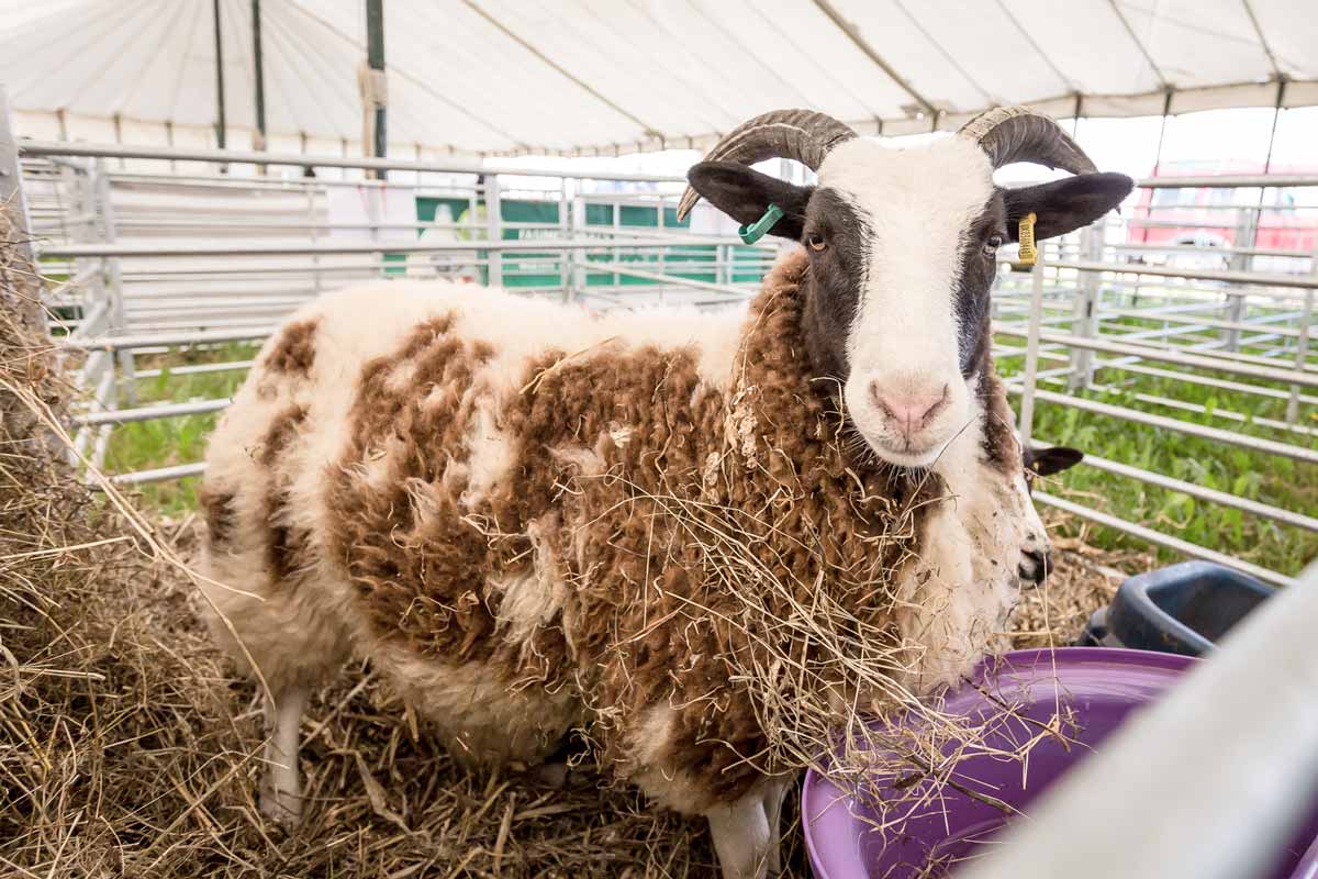 Dorset County Show 2018 welcomes more than 55,000 visitors