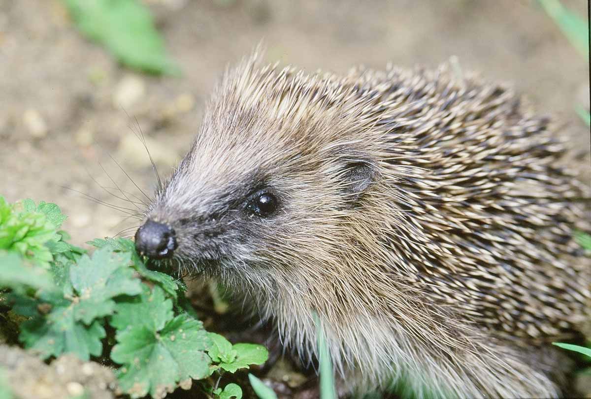 Log your ‘hogs’: Hedgehog Street reveals which counties are recording the most hedgehog sightings