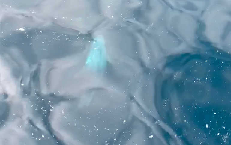 Risso’s dolphin in Dorset © Ryan Casey