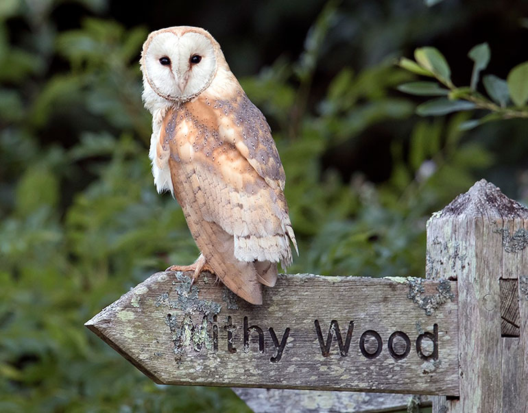 Adult female Barn Owl at Lorton Meadows © Paul Williams