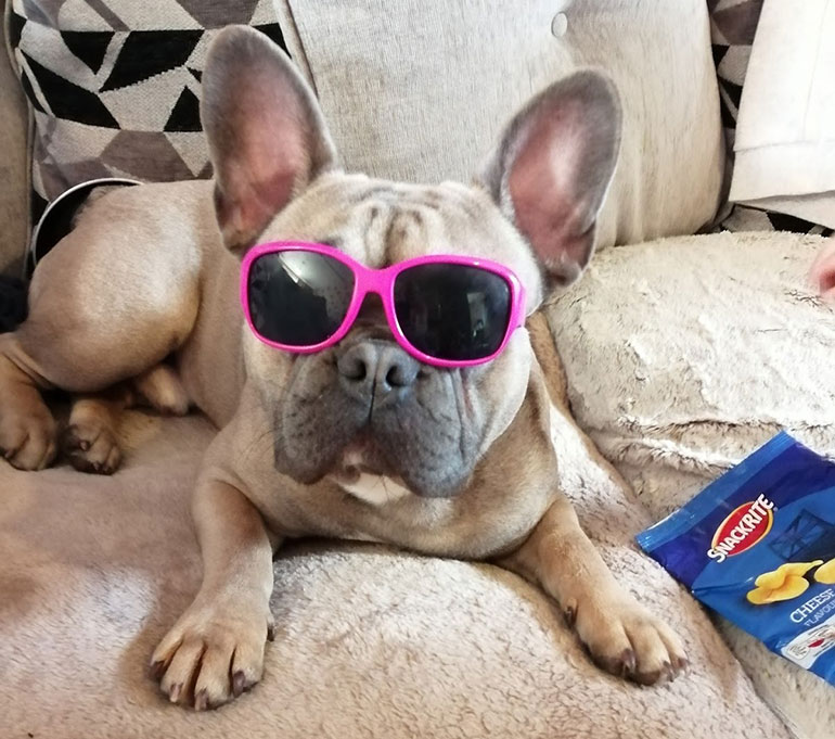 Toto - French Bulldog