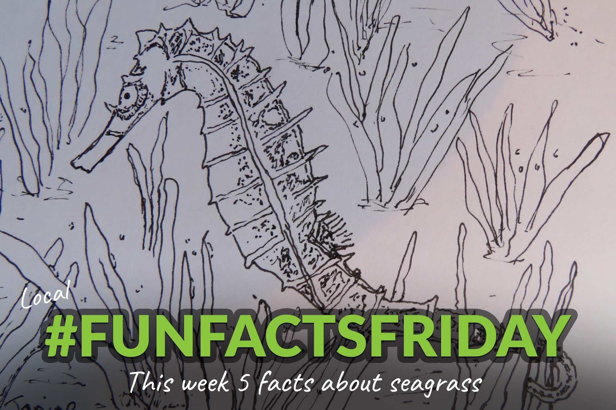 5 fun facts about seagrass - Dorset View