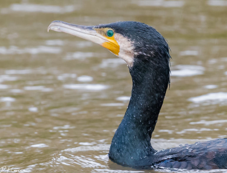 Nature’s Footprints Through Dorset #8: Cormorants