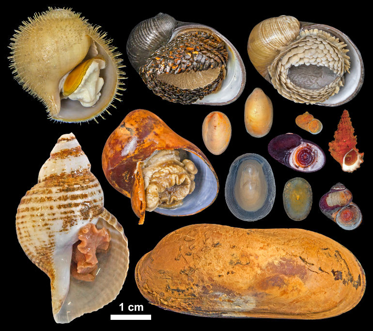 Molluscs © Dr Chong Chen