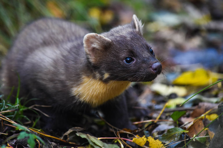 Pine Marten