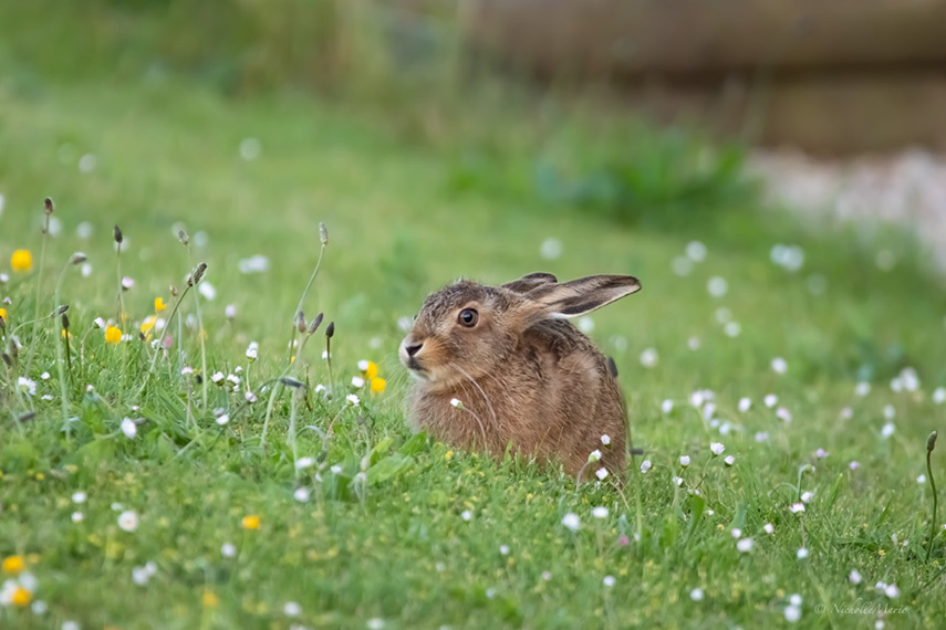 Brown hare, Wimborne area © Nicky Wicks