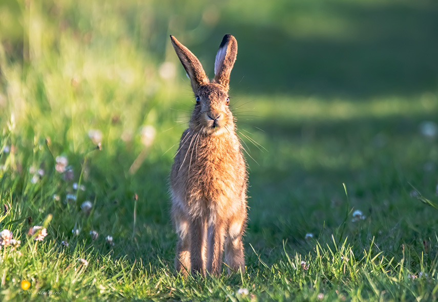 Brown hare, Wimborne area © Nicky Wicks