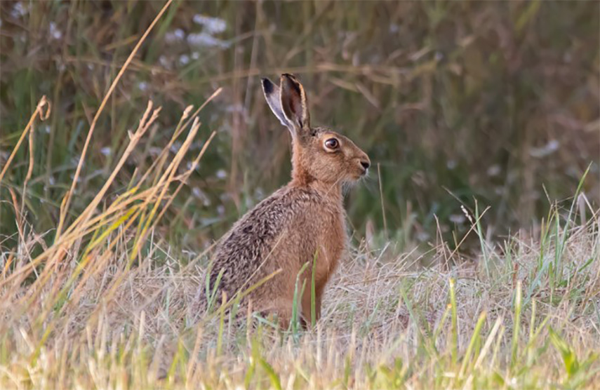 Brown hare, Wimborne area © Nicky Wicks