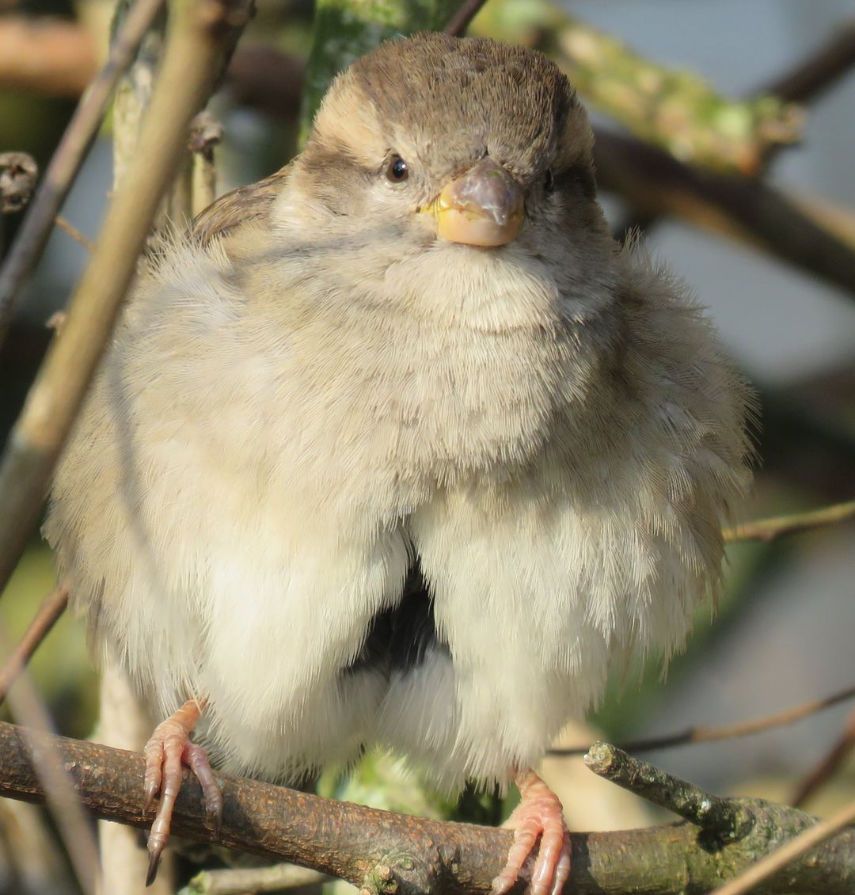 Female house sparrow © CatchBox