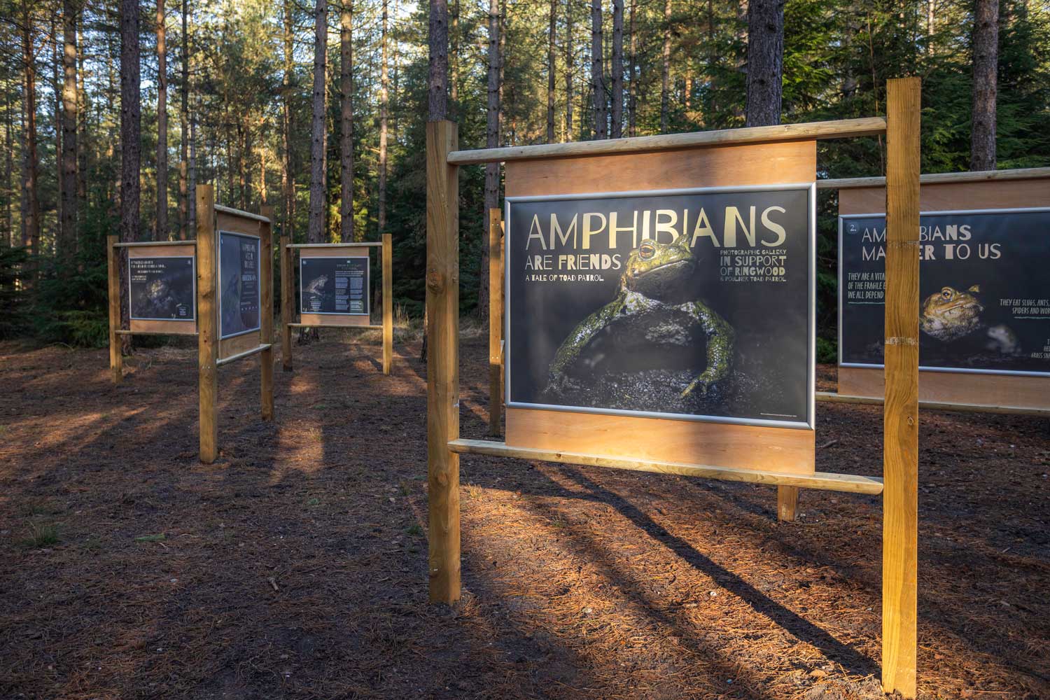 Amphibians are friends - A Tale of Toad Patrol