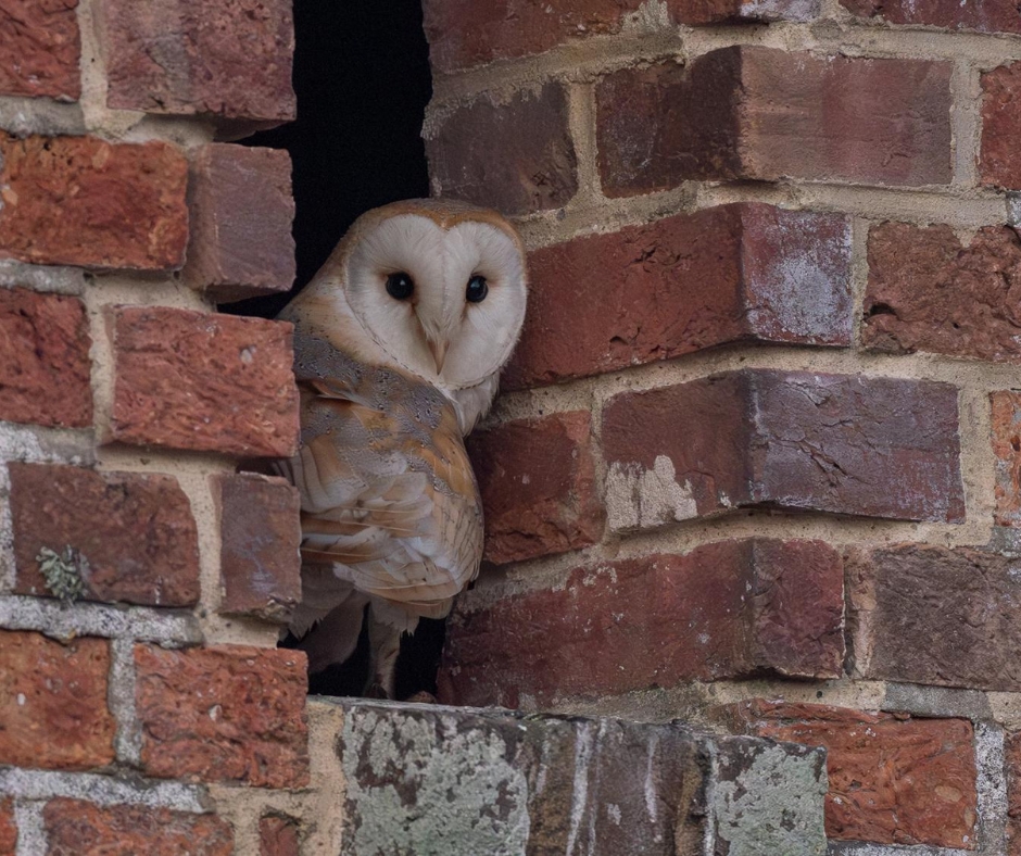 Barn Owl