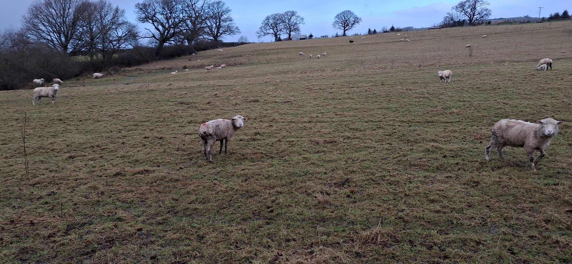 © Trading Standards investigating officer