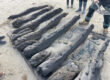 Timbers uncovered on Studland beach
