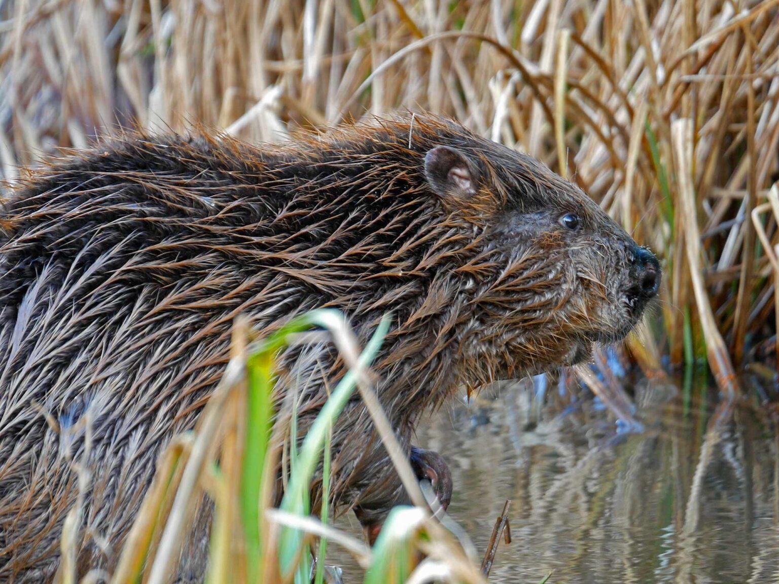 Have your say on returning wild beavers to Dorset - Dorset View