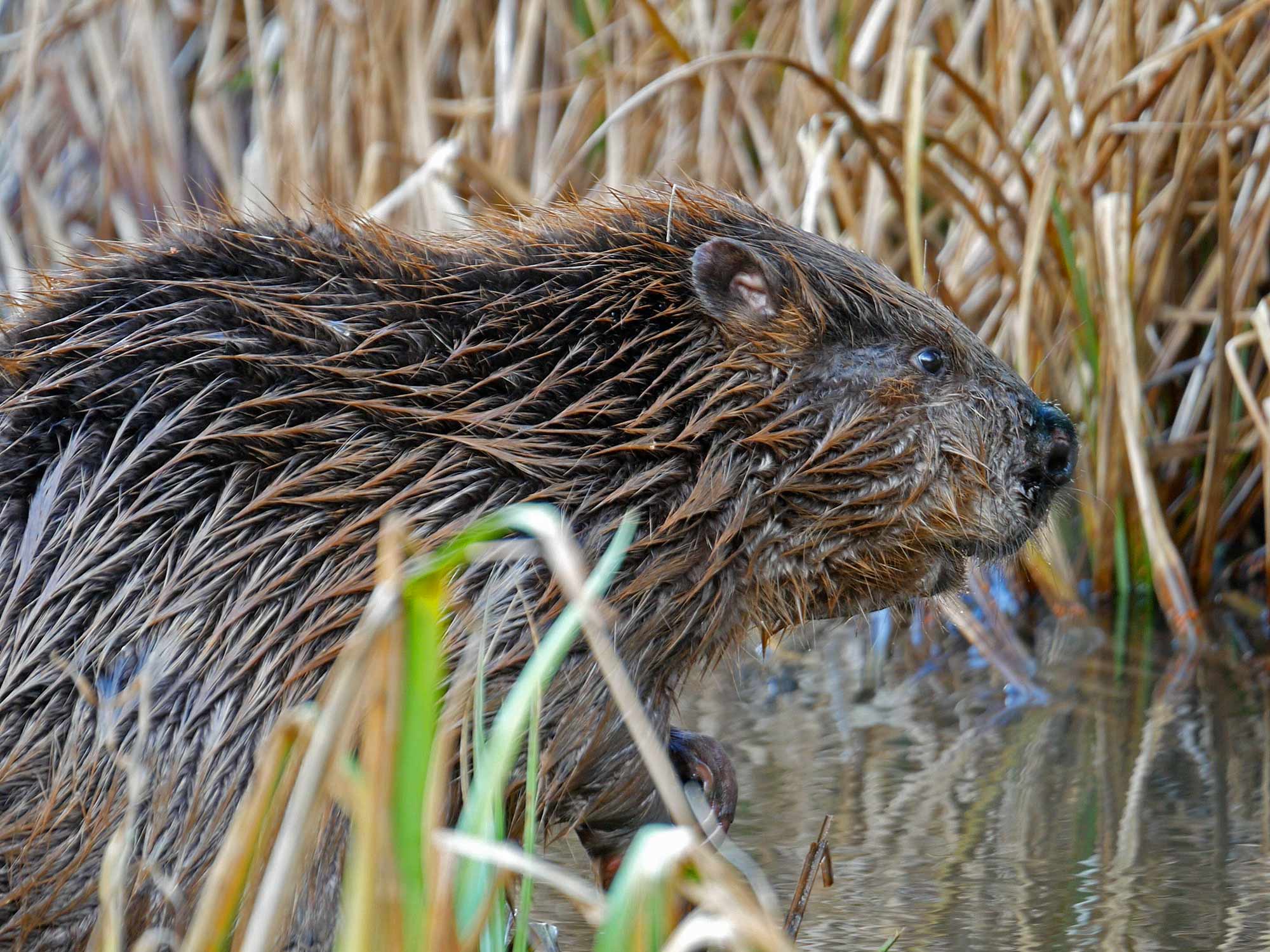 A beaver at Dorset Wildlife Trust’s enclosed project © James Burland
