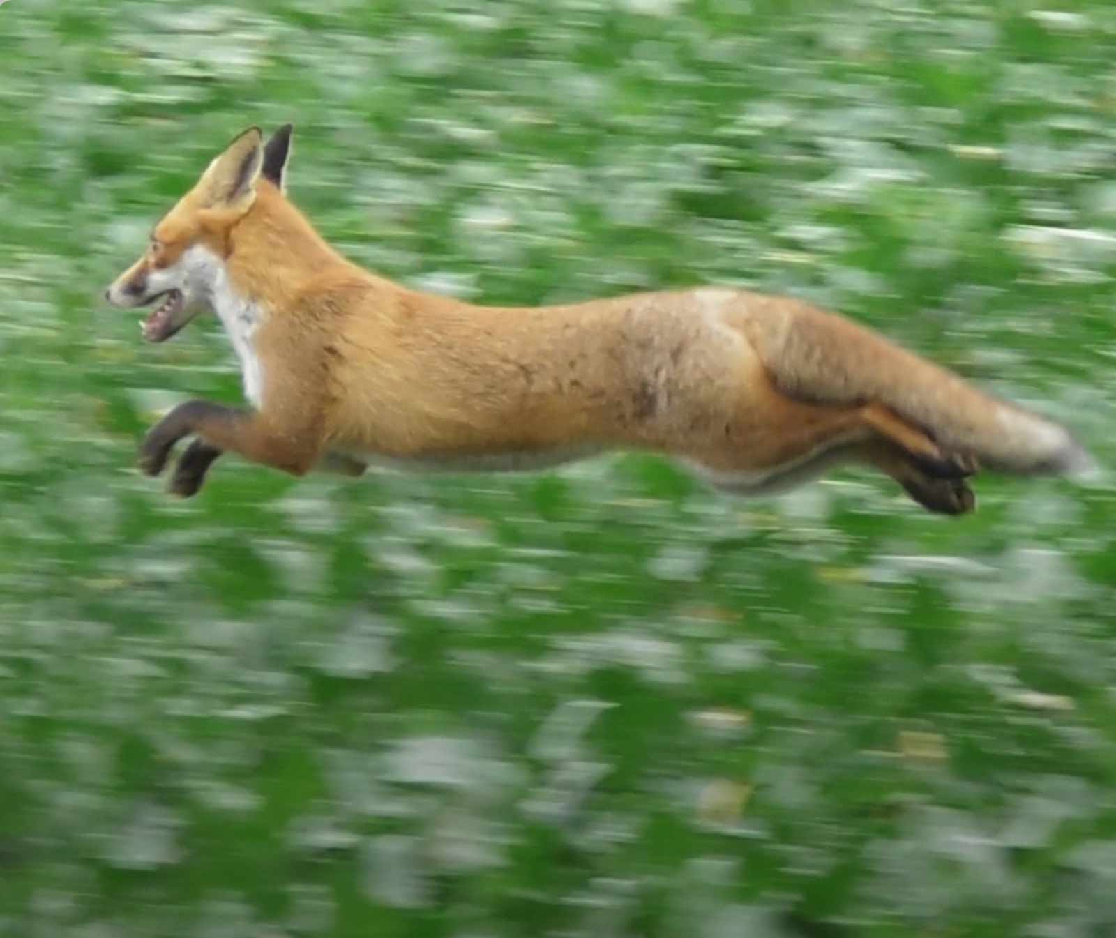 Image of fox © Hunt Saboteurs Association