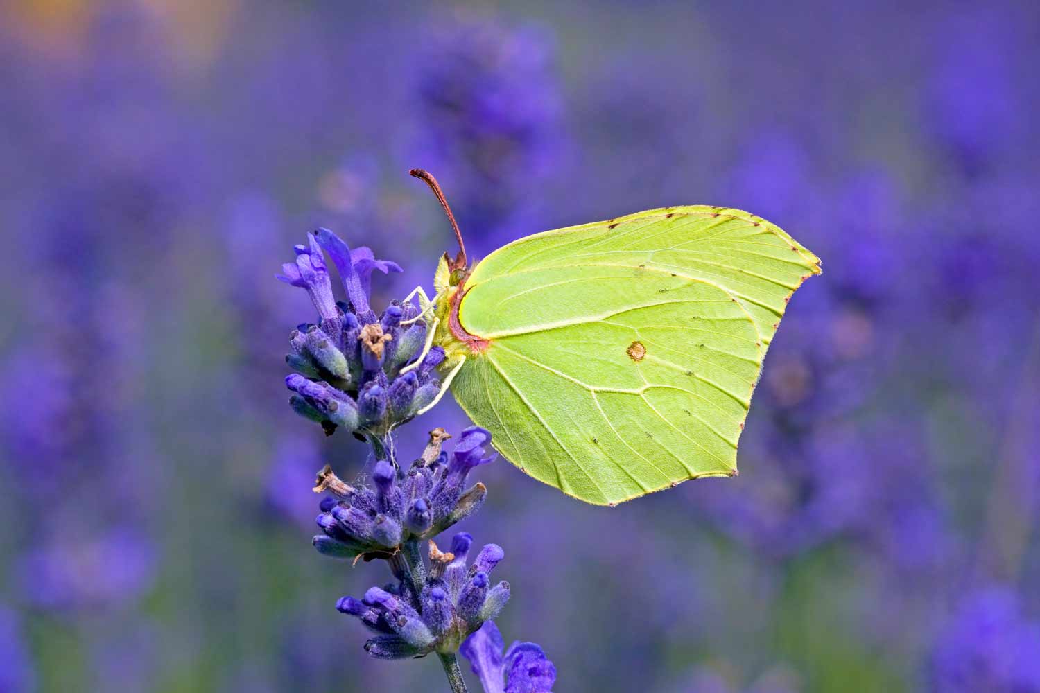Brimstone © Matt Berry, Greenwings