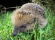 Hedgehog photo by Russell Wynn