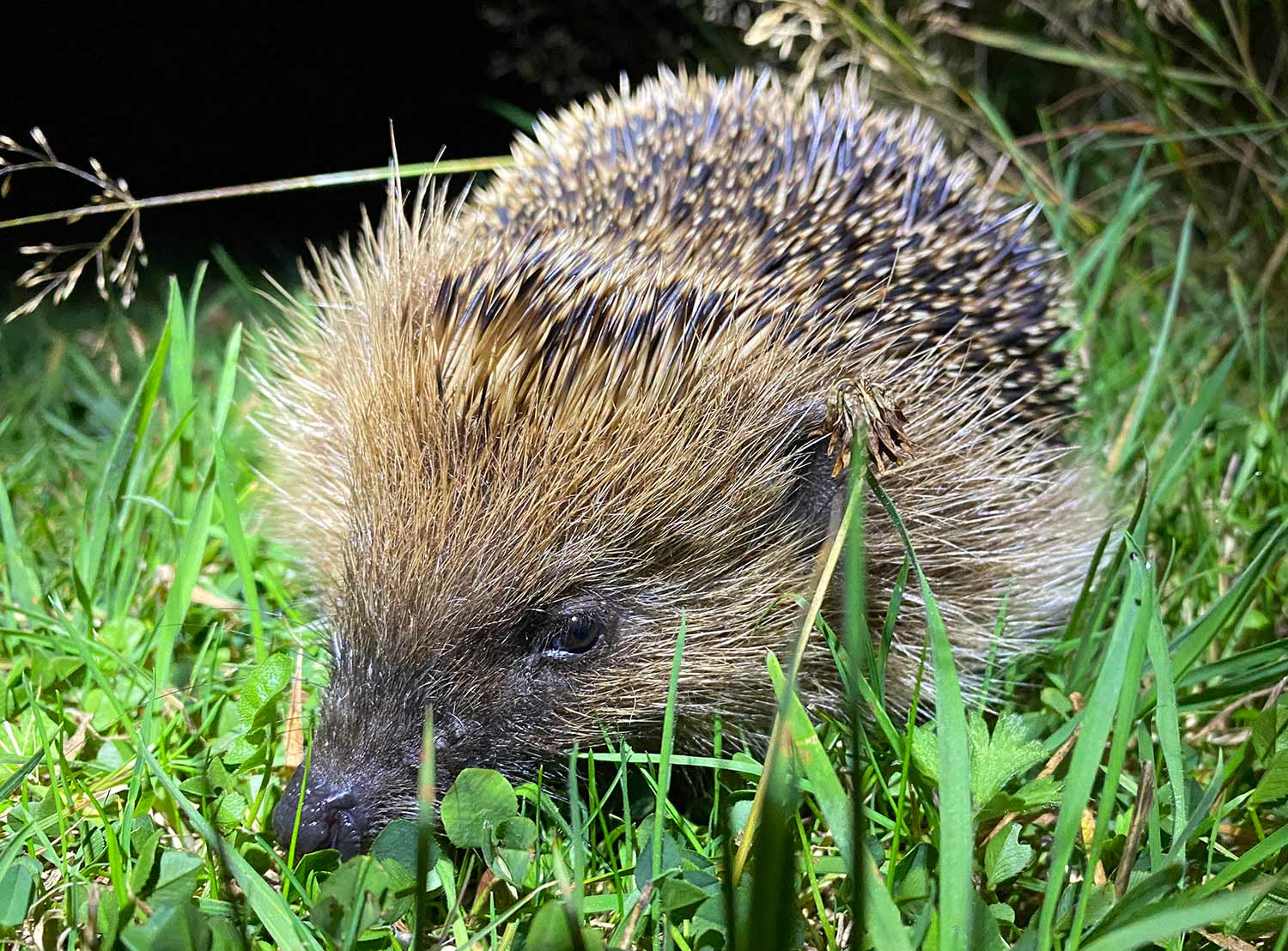 Hedgehog photo by Russell Wynn