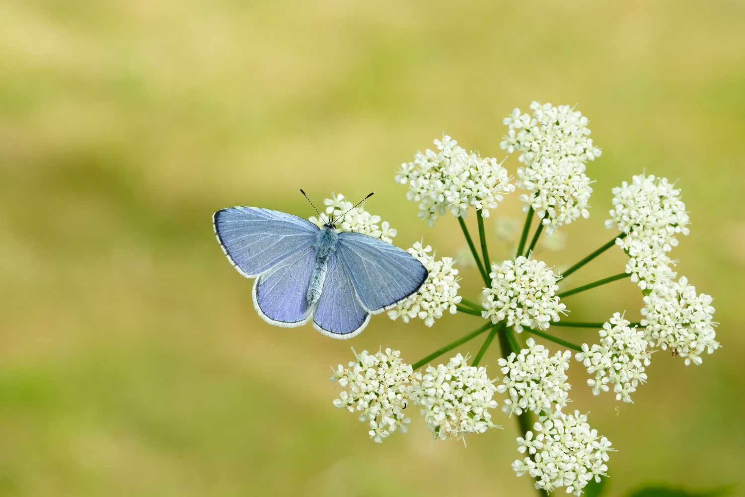 Holly Blue © Iain H Leach – Butterfly Conservation