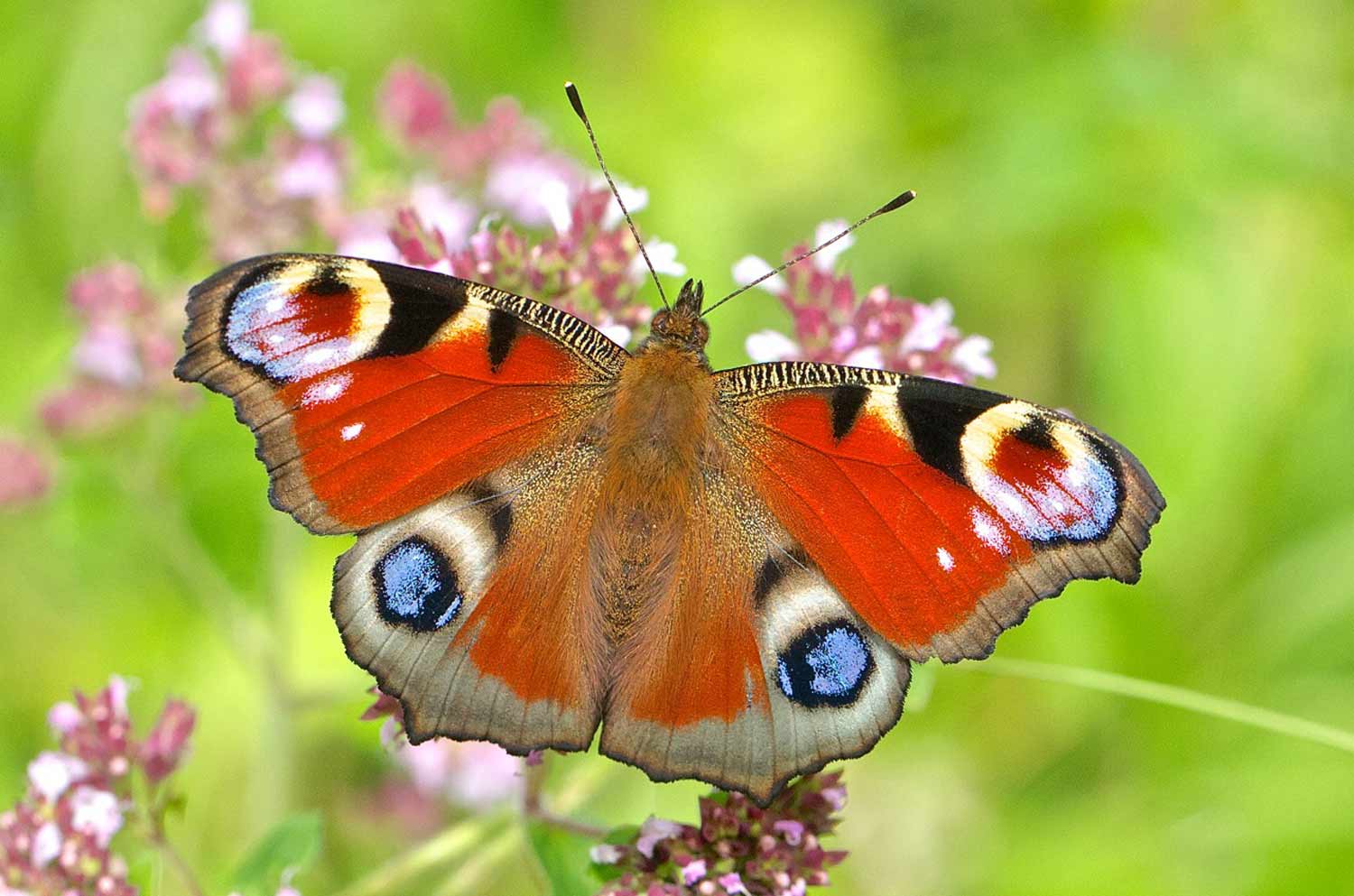 Peacock by John Murray