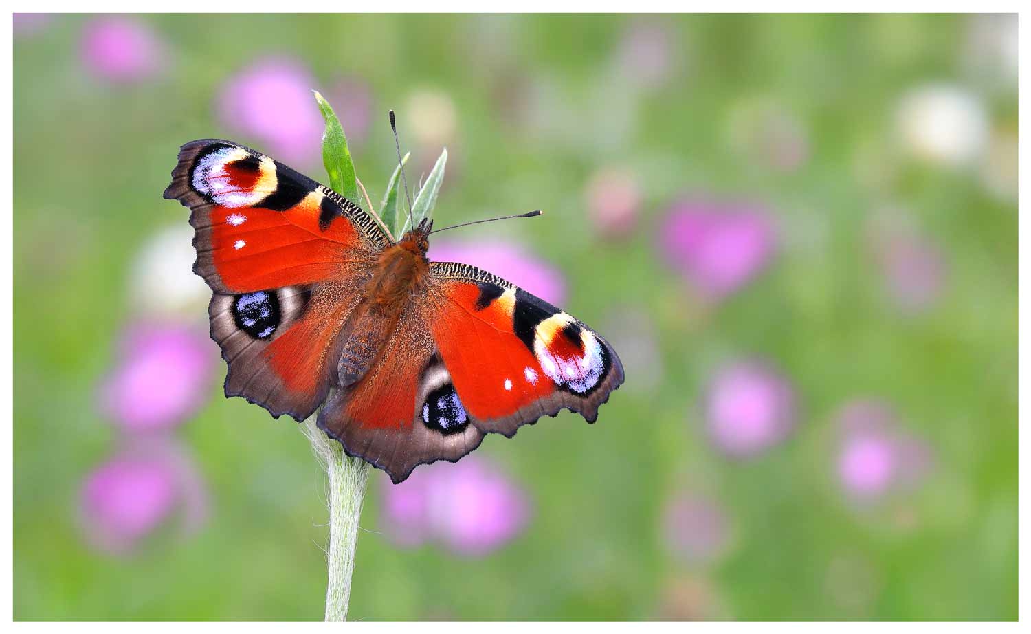 Peacock © Mark Seale – Butterfly Conservation