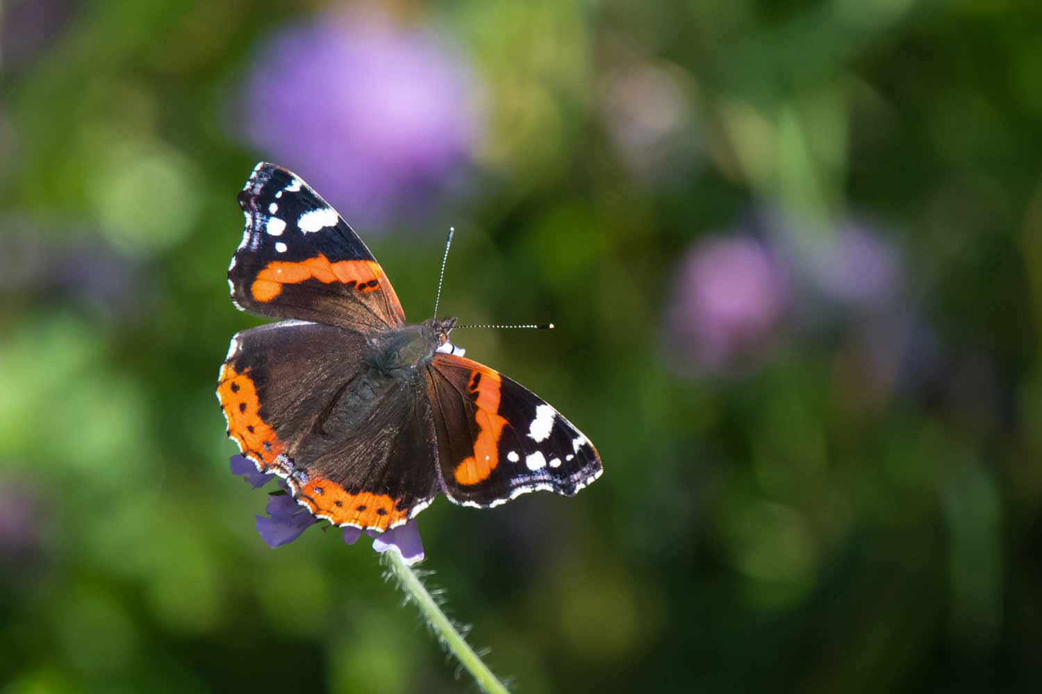 Red Admiral © Tim Melling – Butterfly Conservation