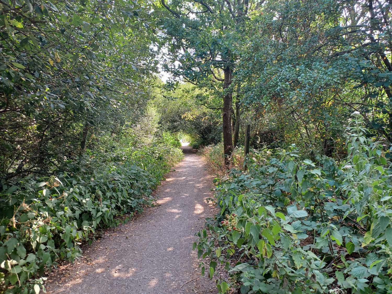 The part of the Castleman Trail where Chris Covey was threatened