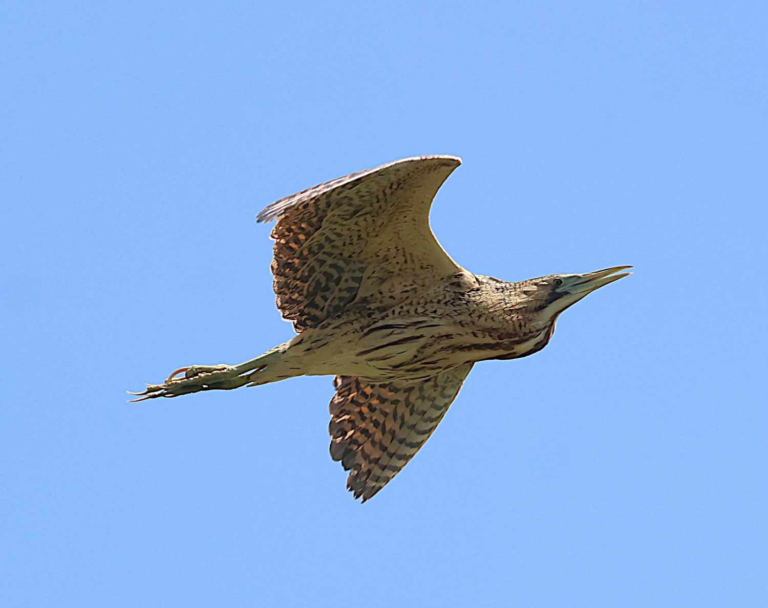 Bittern at RSPB Lodmoor by Phil Cheeseman