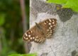 Speckled Wood | Ivan Lynas, Butterfly Conservation