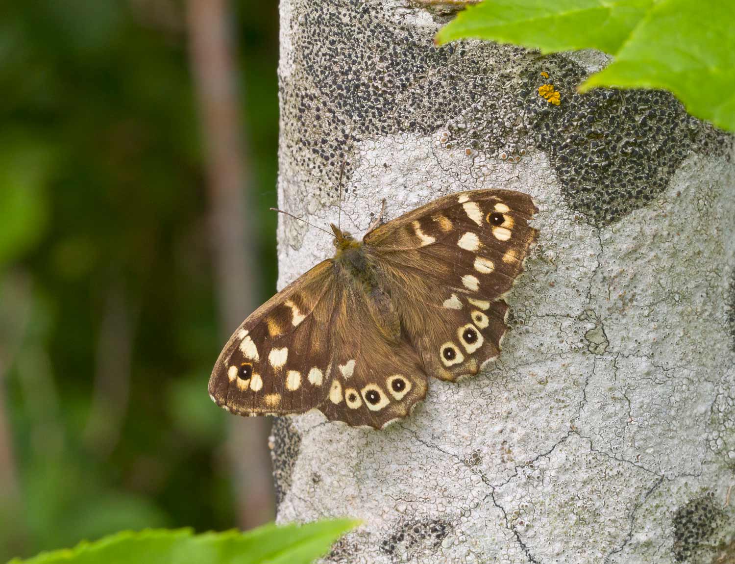 Speckled Wood | Ivan Lynas, Butterfly Conservation