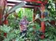 Mike in his tropical garden
