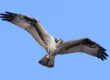 Osprey - credit Birds of Poole Harbour