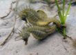 Seahorses dancing © The Seahorse Trust