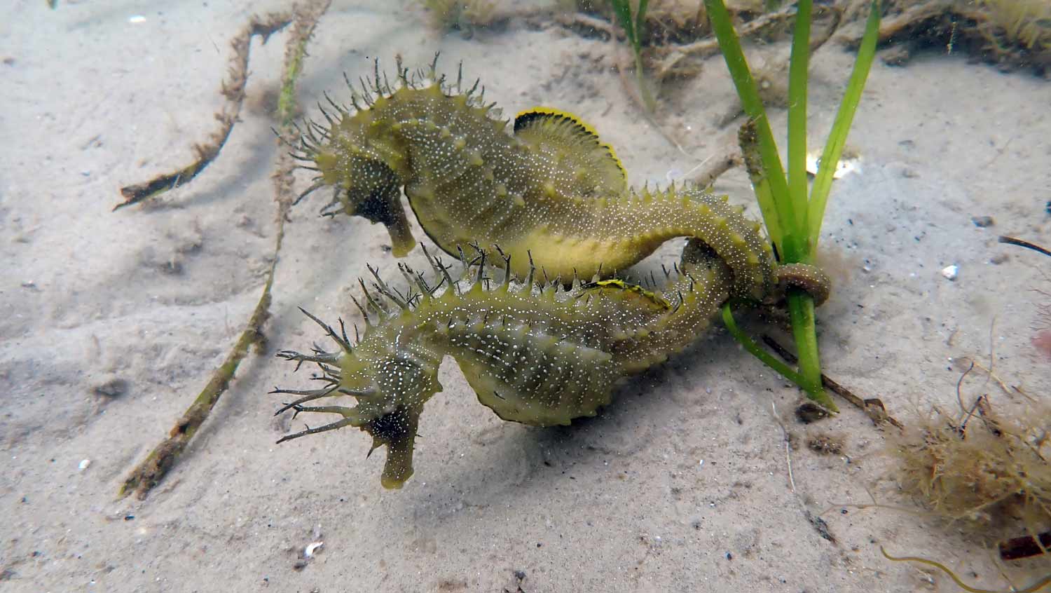 Seahorses dancing © The Seahorse Trust