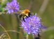 Image Common carder bumblebee by Jane Adams (credit to Dorset Wildlife Trust)