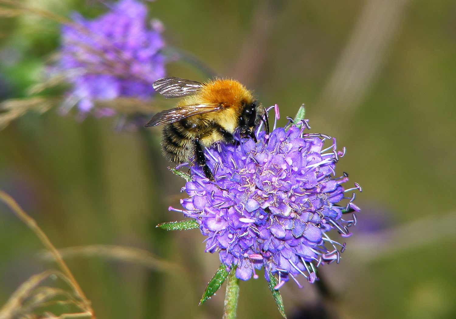 Image Common carder bumblebee by Jane Adams (credit to Dorset Wildlife Trust)