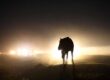 New Forest pony in road at night. Credit: Russell Sach