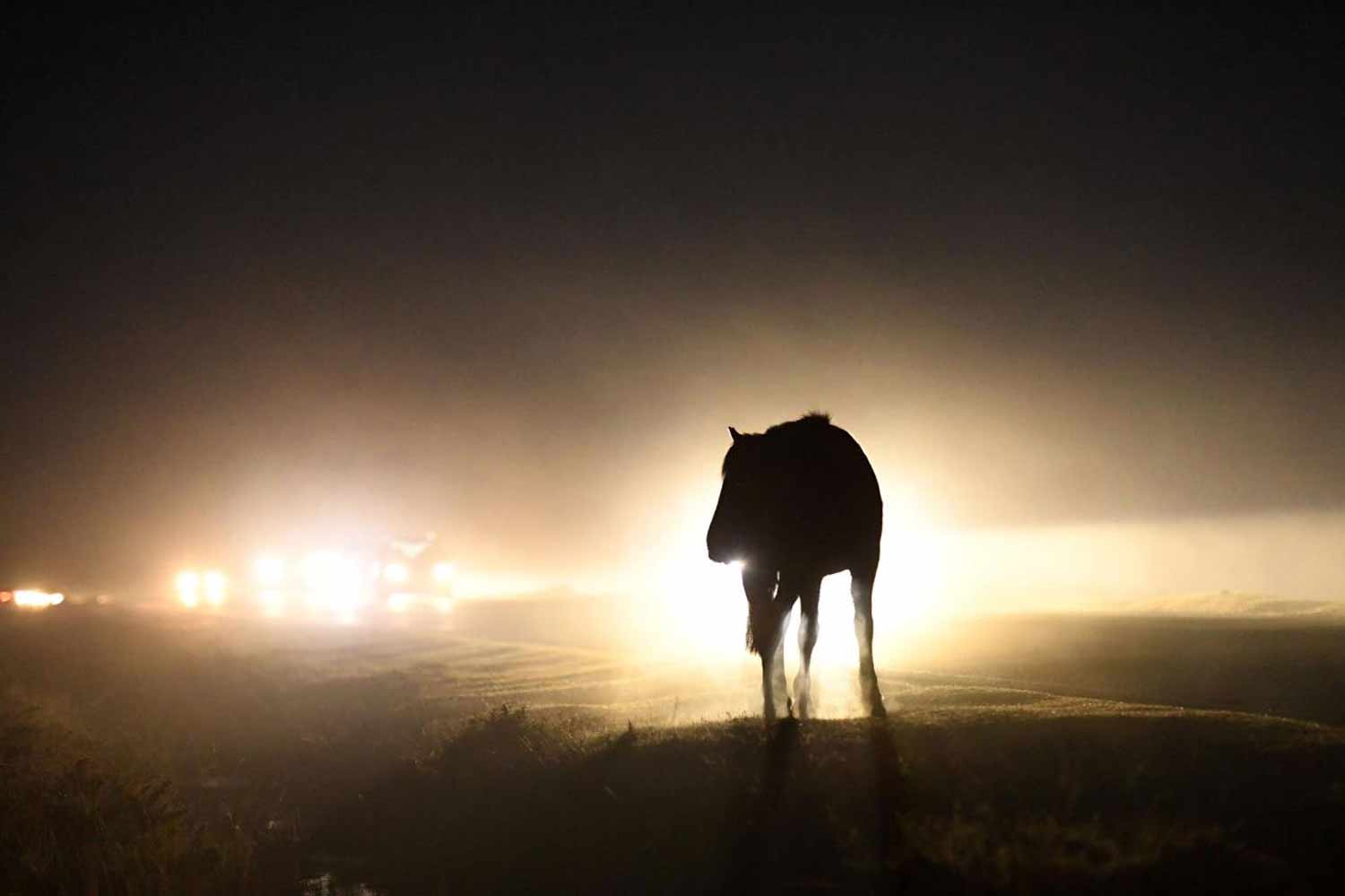 New Forest pony in road at night. Credit: Russell Sach